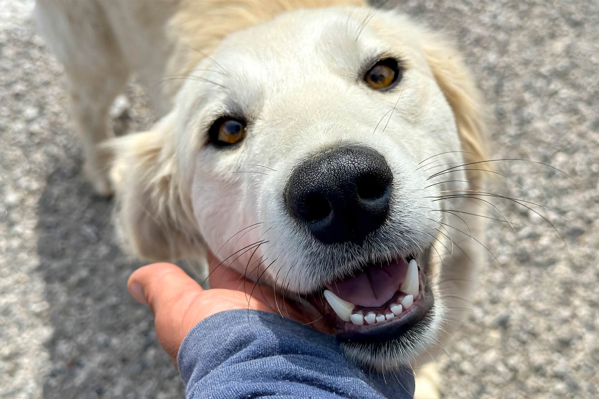 DECODE YOUR DOG'S SMILE: WHAT TEETH TELL US ABOUT HEALTH