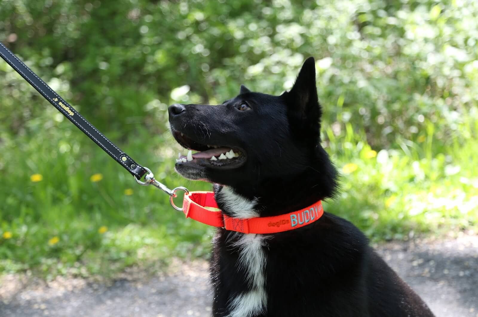 dog wearing martingale style flat collar collar with leash attached