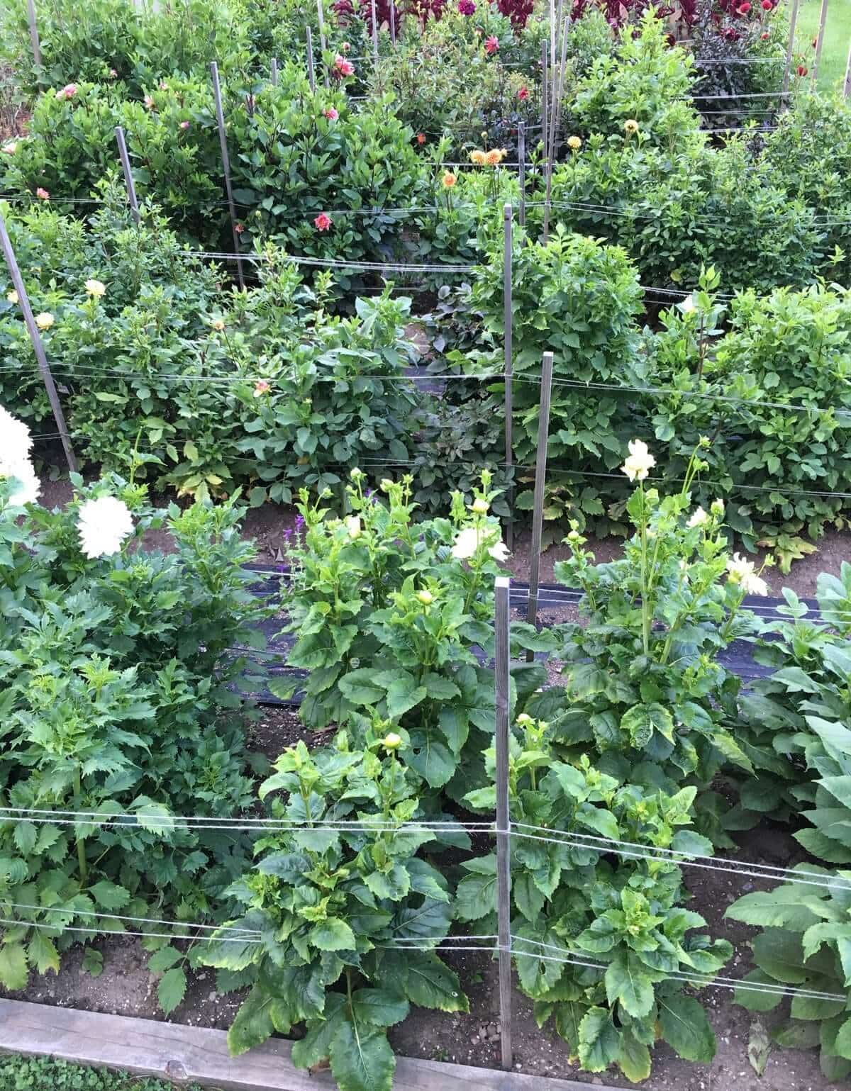 Best Options for Staking Dahlias - Longfield Gardens