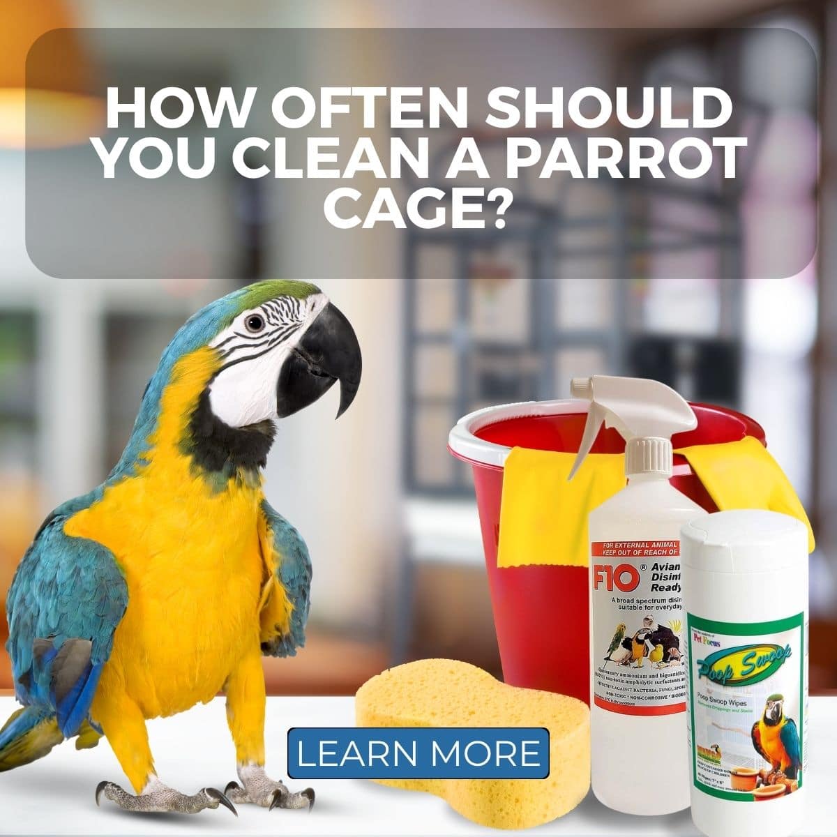 How Often Should You Clean a Parrot Cage?