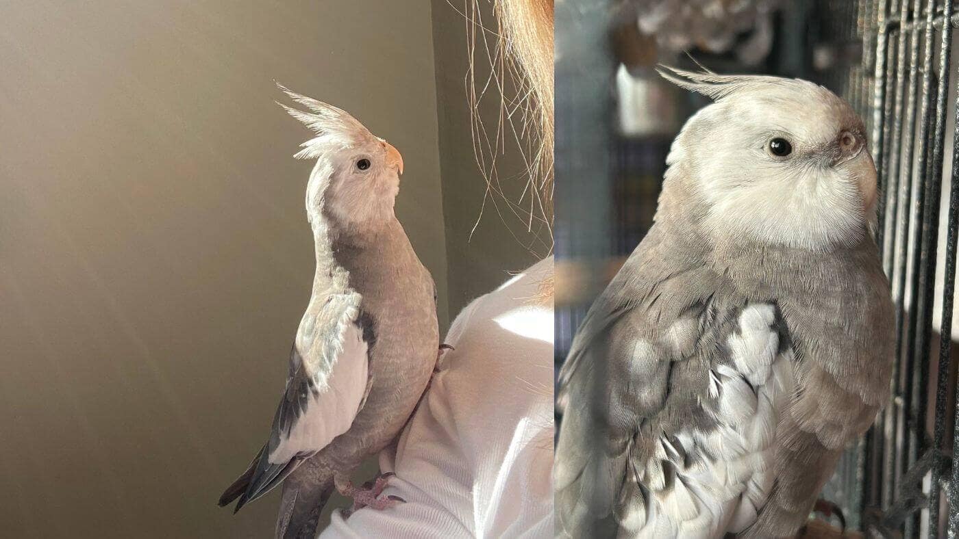Emma's Pet Cockatiel
