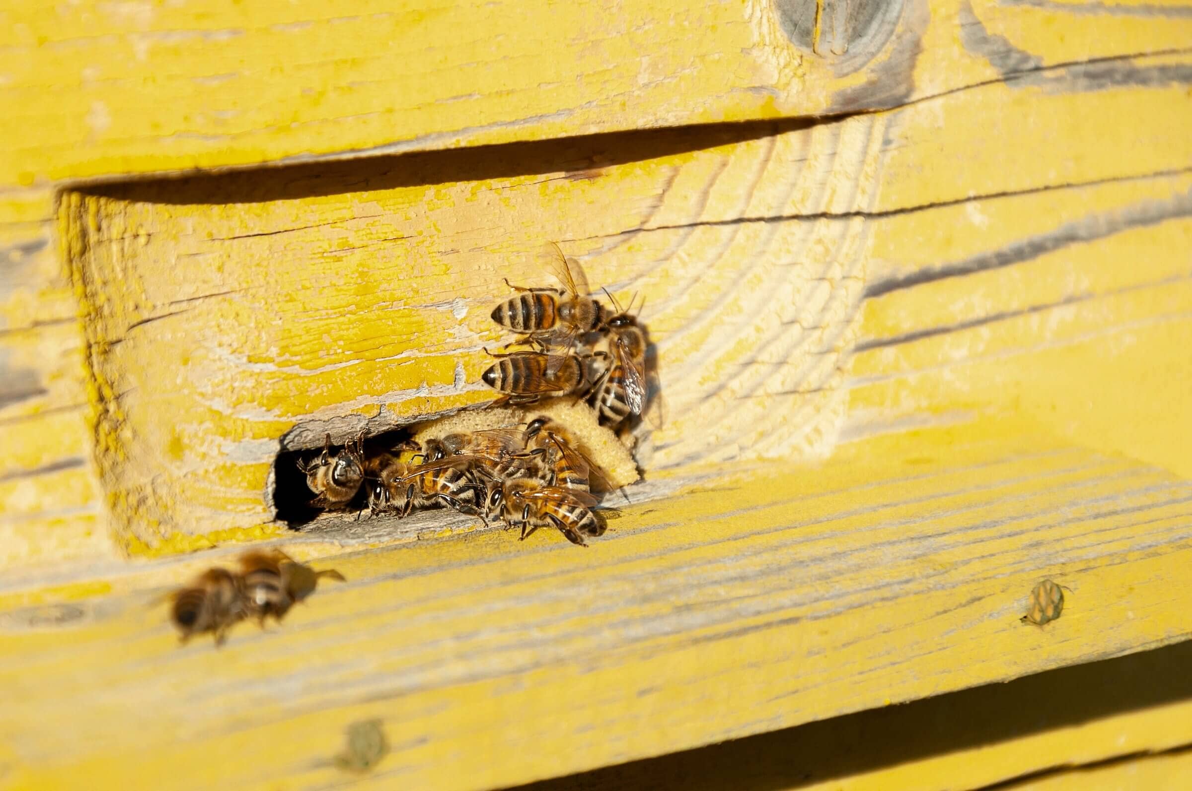 Understanding Bee Robbing and Robber Bees