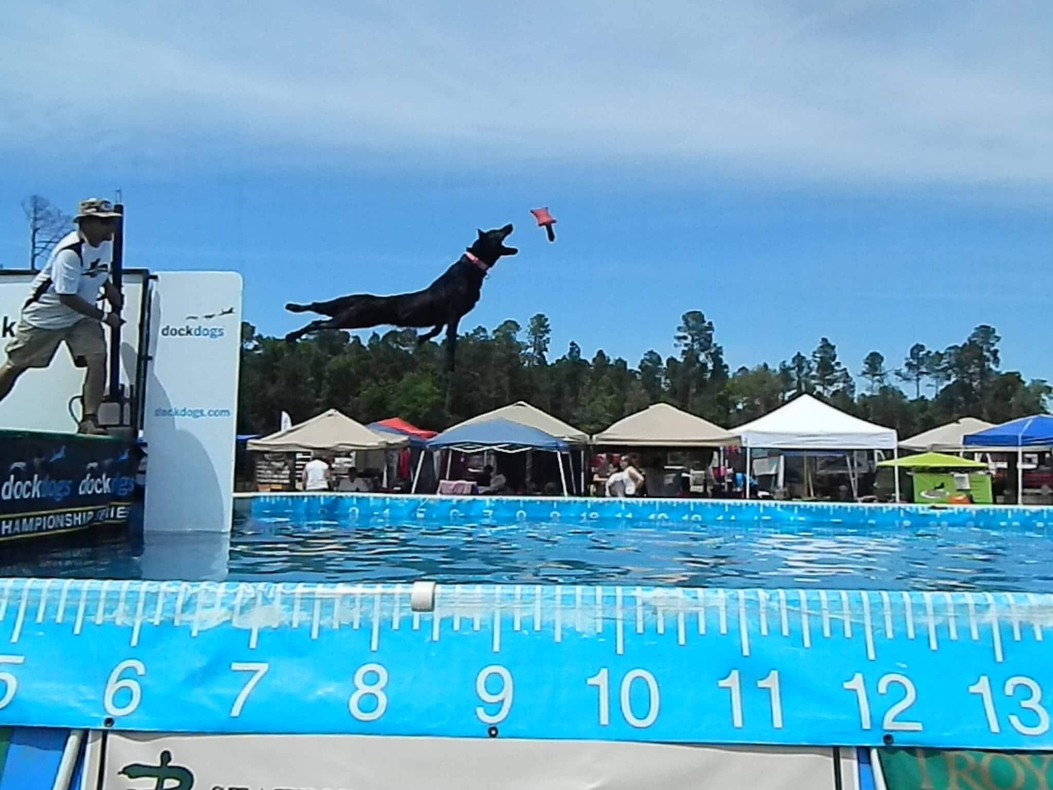 Dog Dock Jumping: How to Join the Fun