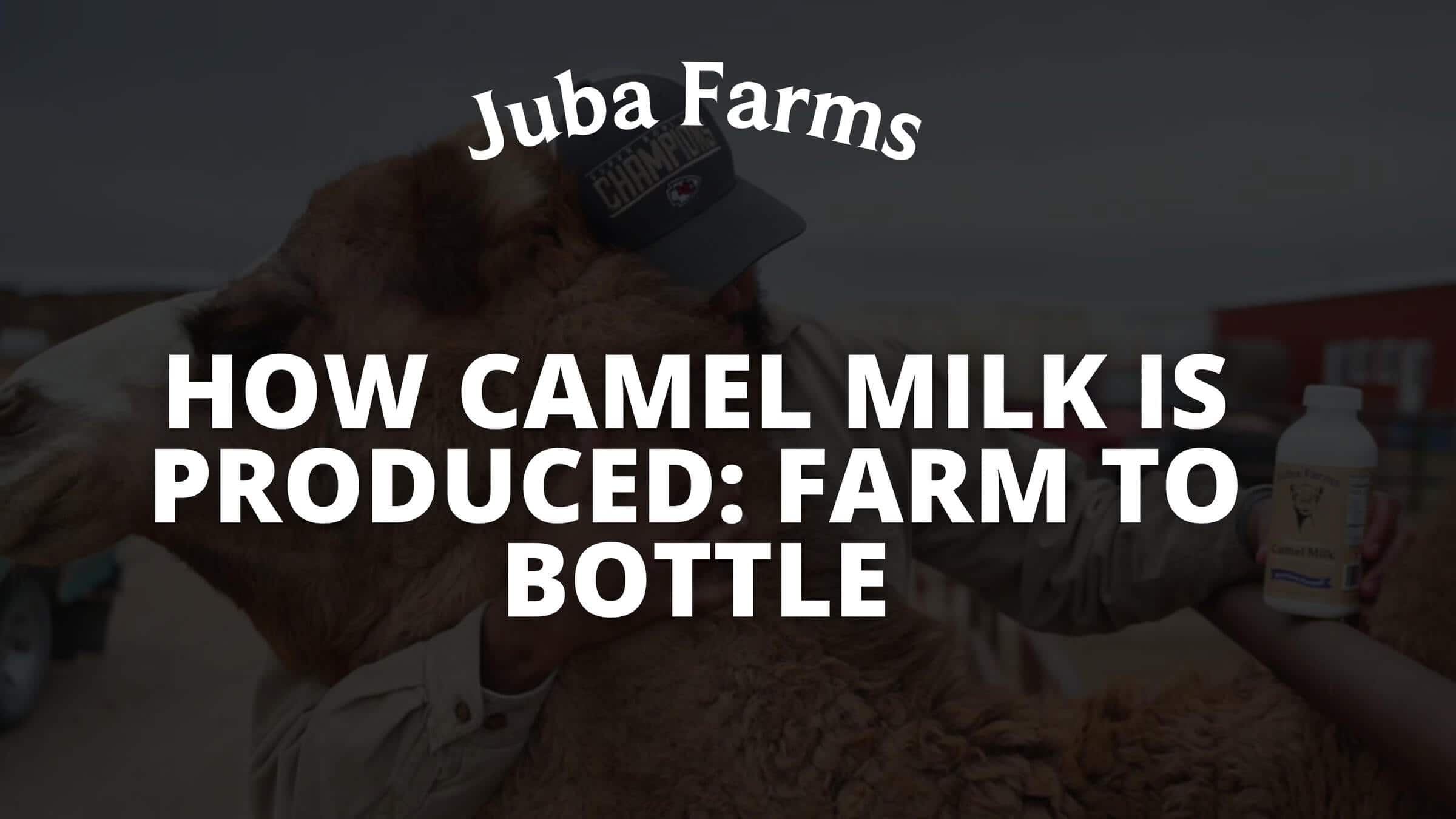 Producing camel milk from farm to bottle