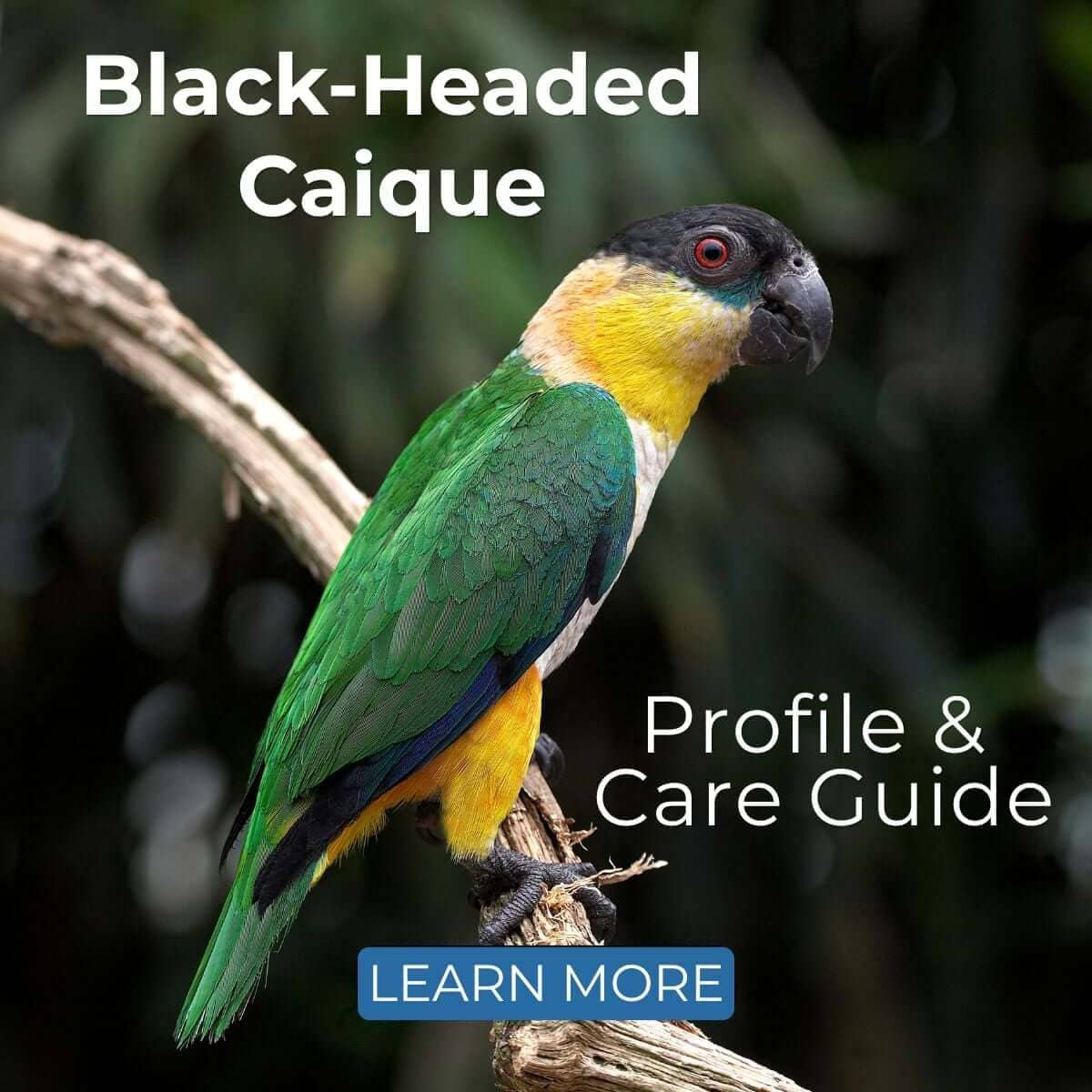 Black-Headed Caique Profile & Care Guide