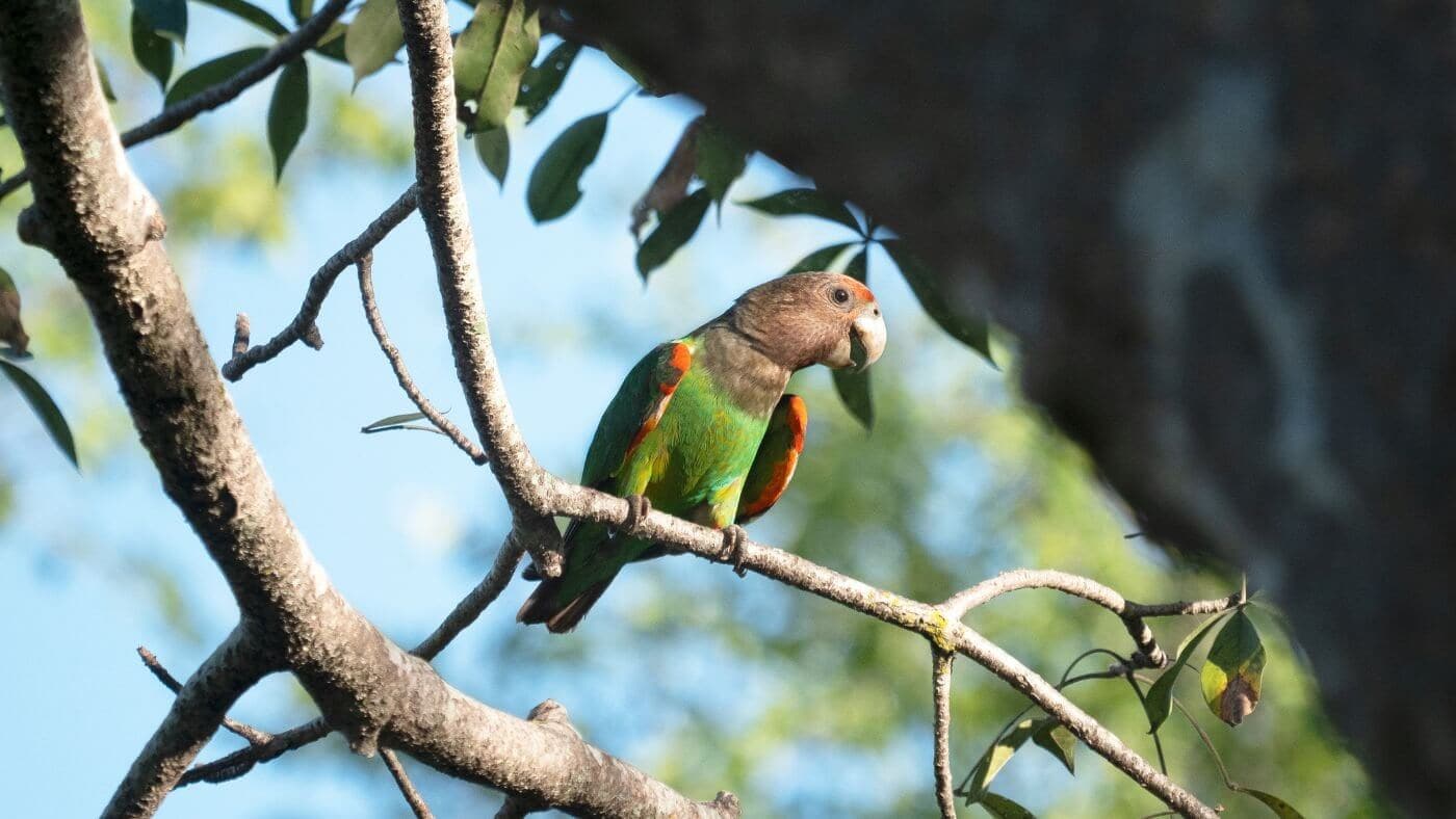 Parrot of the Poicephalus Family