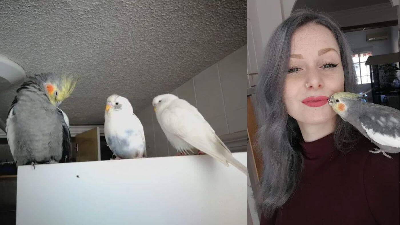 Marijke & Alfonso the Cockatiel