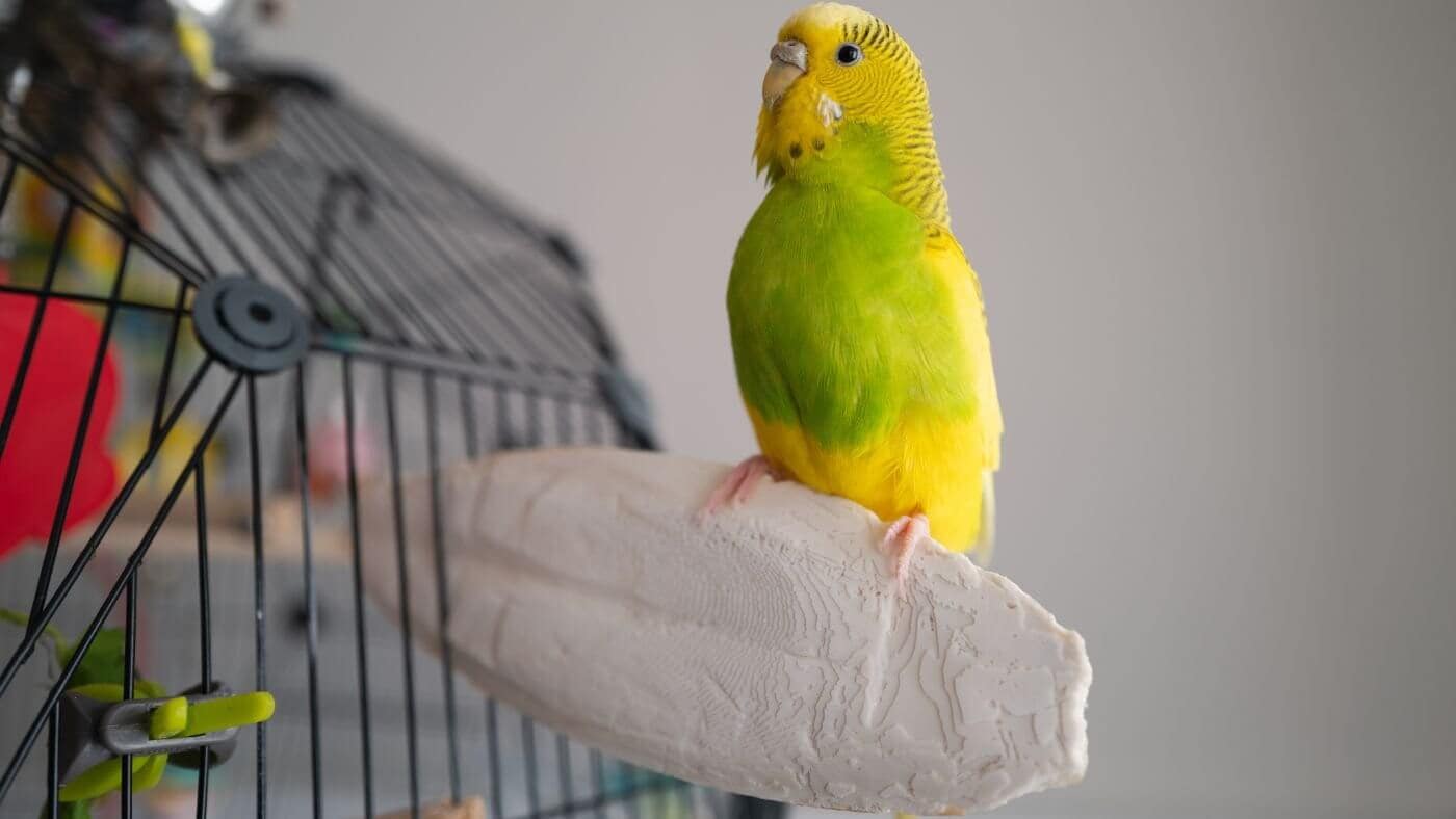Cuttlebone for Budgies