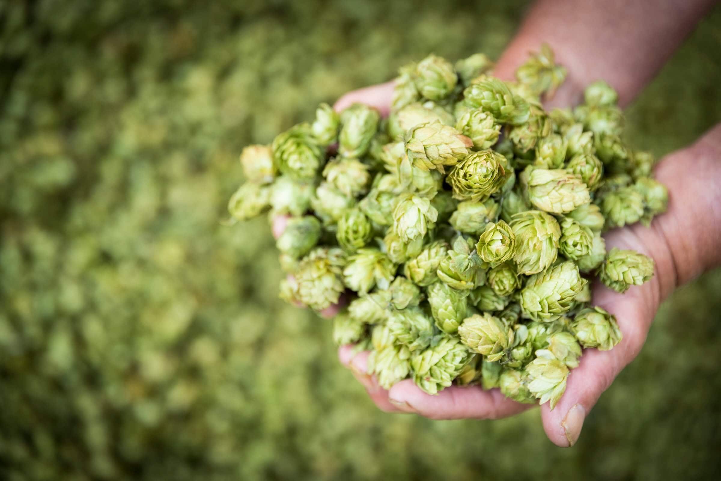 Hop Substitution Mastery: Australian Brewing Guide