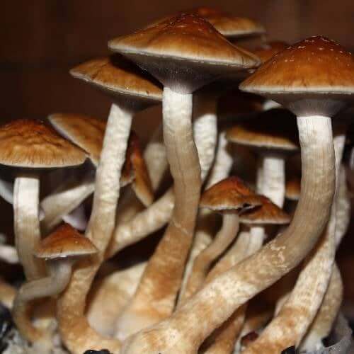 Golden Teacher Mushrooms
