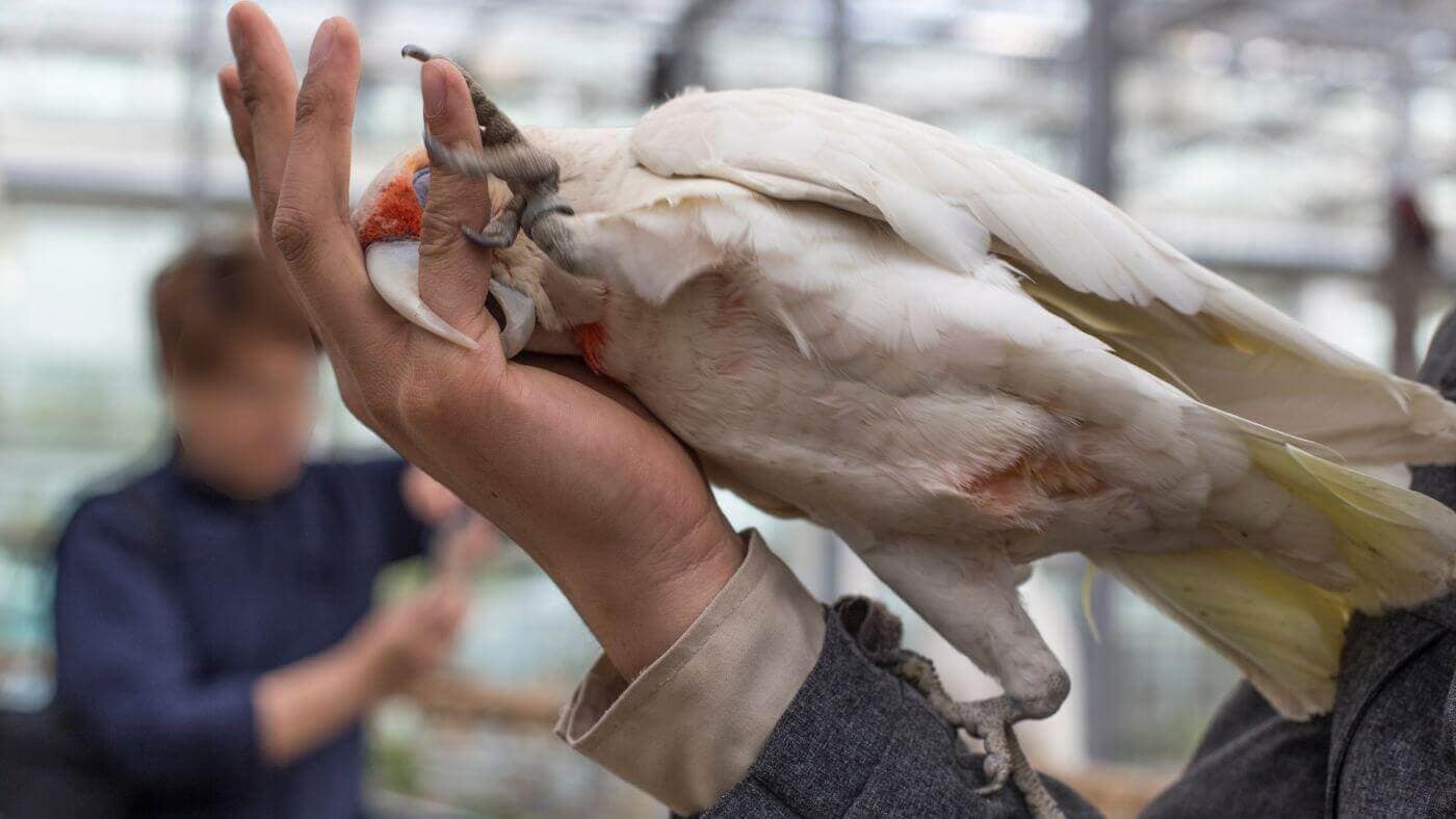 Aggressive Parrot Biting