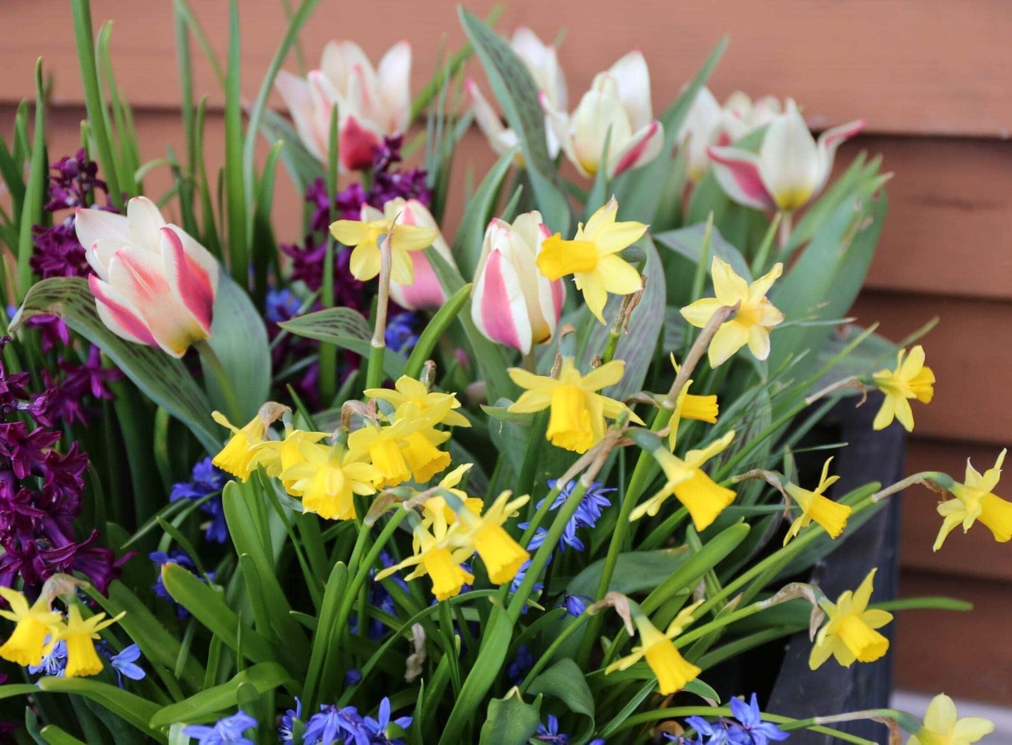 Year of the Tulip Five Ways to Celebrate - Longfield Gardens