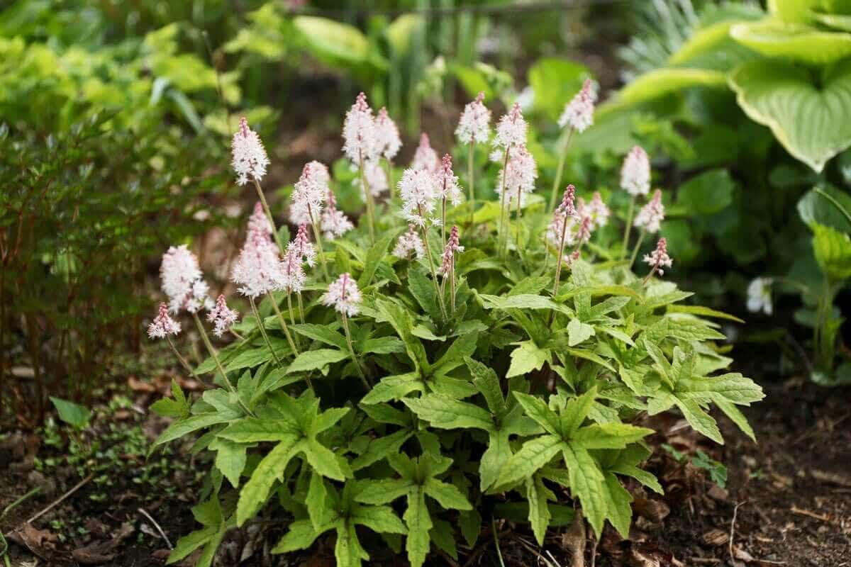 What to Know About Dividing Perennials - Longfield Gardens