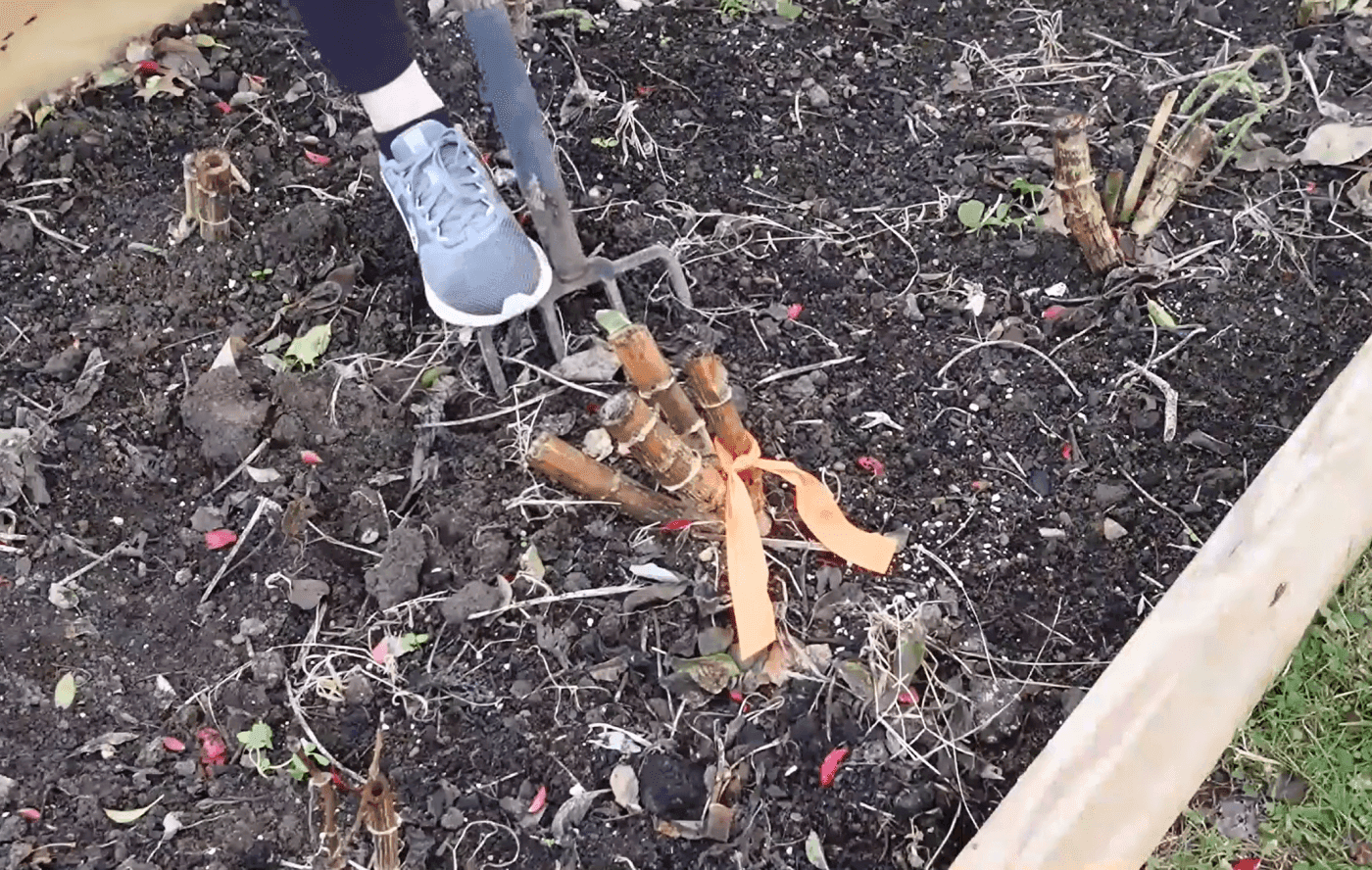 Digging Dahlia Tubers