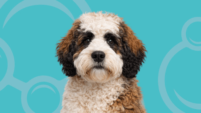 Saint Berdoodle Temperament