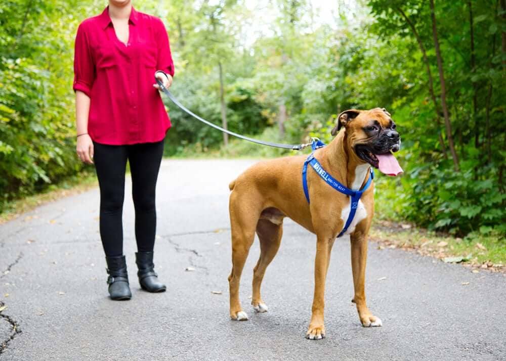 Dog Leash in Use with Dog and Harness while Walking on a Park Trail