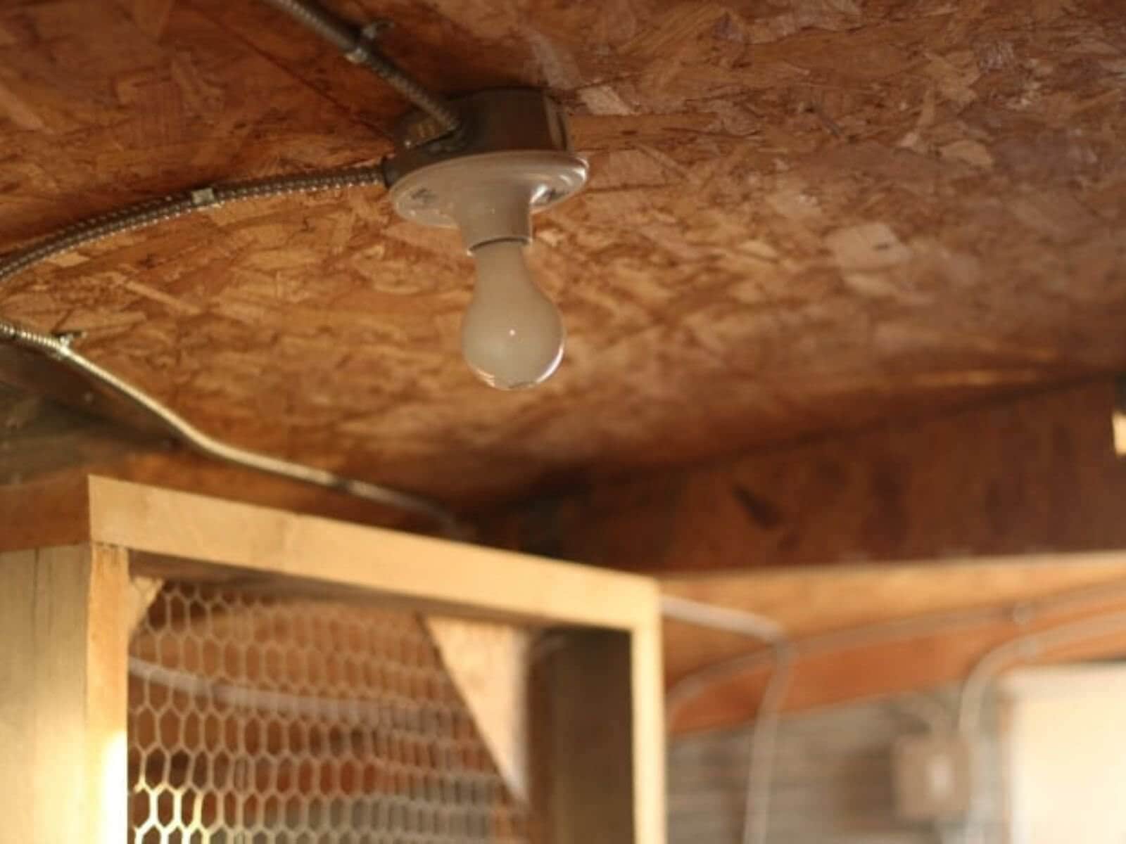 Using Artificial Light to Help Chickens Lay Eggs: Let's Talk About It