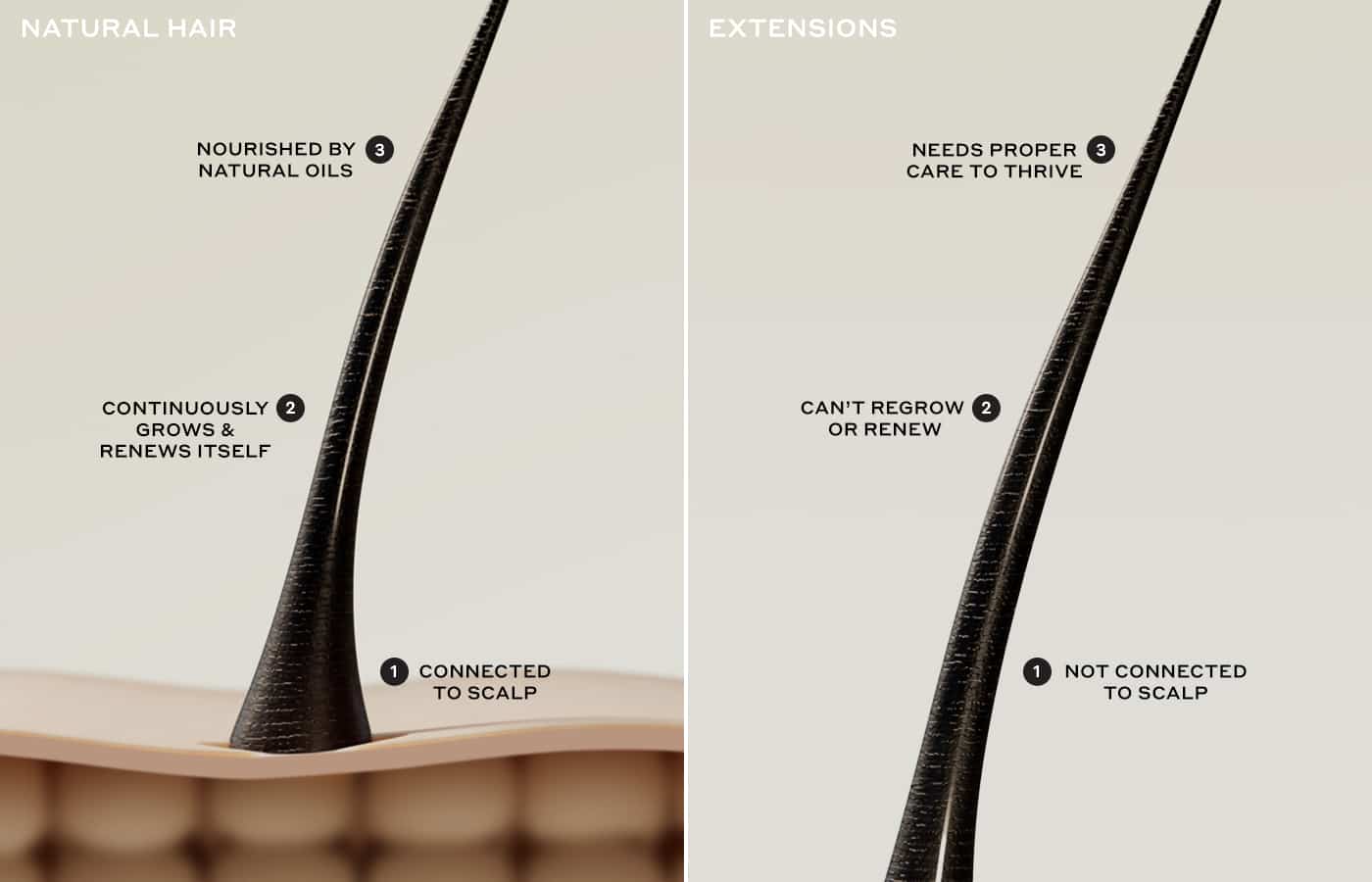 An image of a live hair follicle on the left connected to the scalp and receiving nutrients, compared to a hair extension, which is not connected to the scalp and needs more added oils to keep cuticles aligned. 
