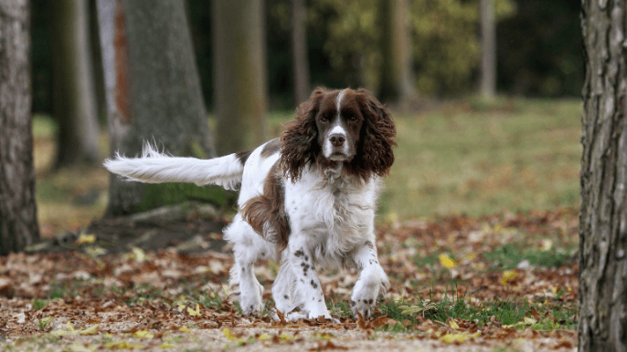 English Springer Spaniel Temperament