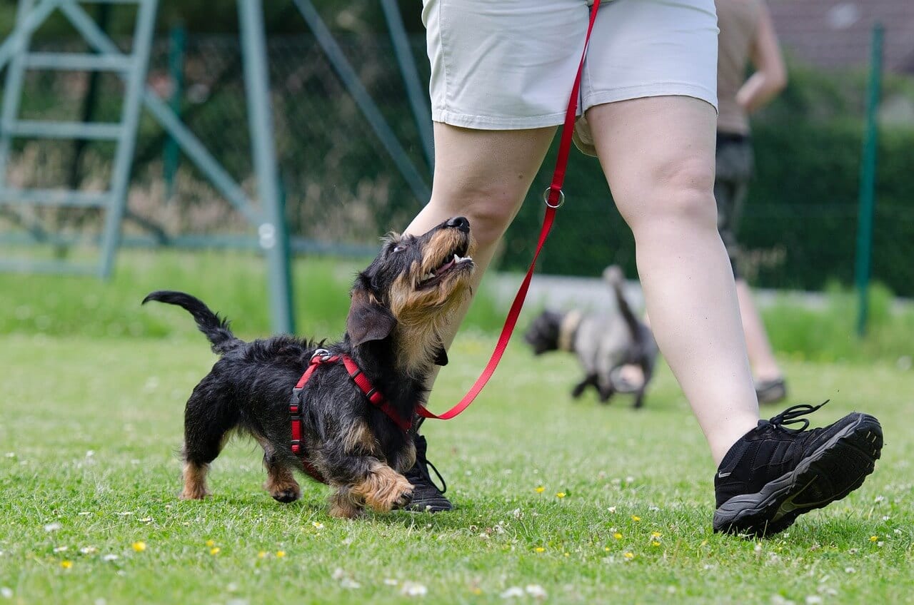 When Should I Start Training My Puppy?
