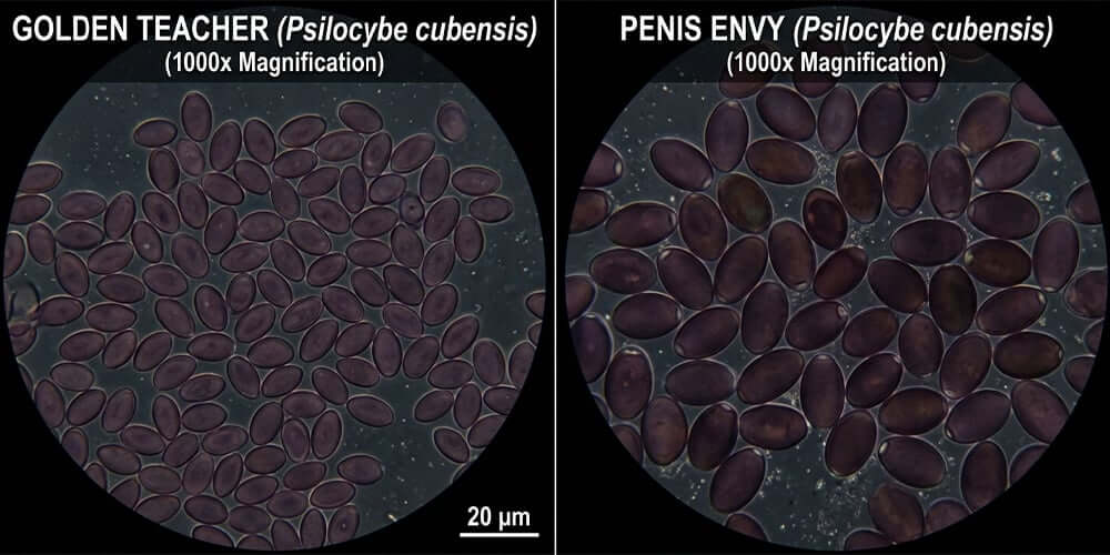 Golden Teacher vs Penis Envy spores 1000x magnification side by side