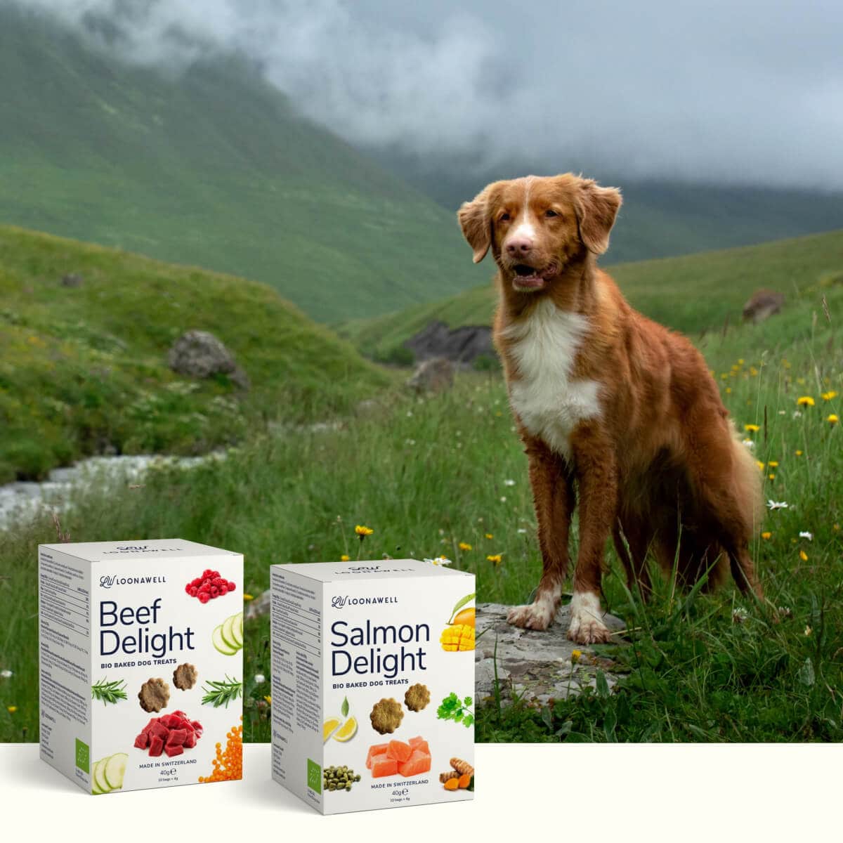 Beef and Salmon Delight: New Delicious Treats For Your Dog