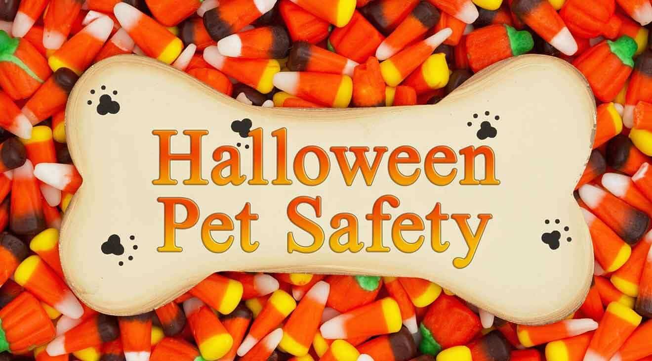 How to keep your dog safe on halloween graphic