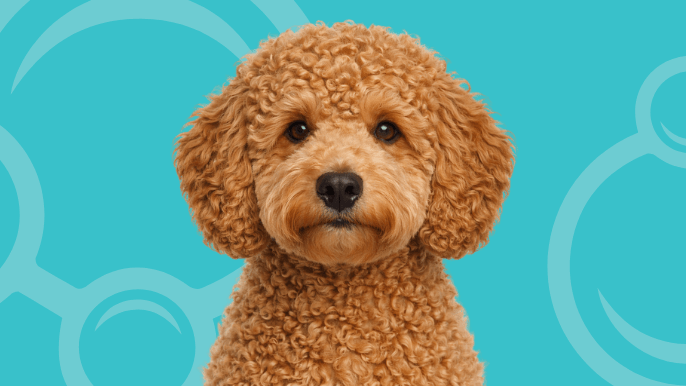Multigen Goldendoodle Temperament