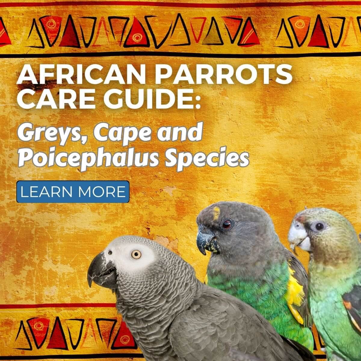 African Parrots Care Guide: Greys, Cape and Poicephalus Species