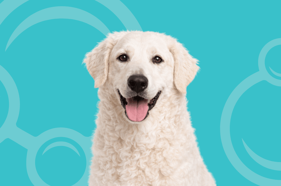 Kuvasz Temperament and Grooming Considerations