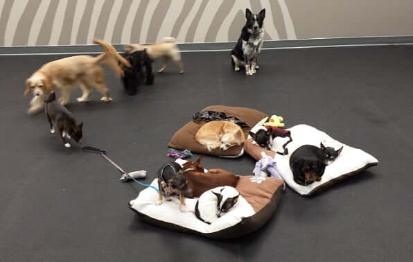 Five tips for boarding your dog
