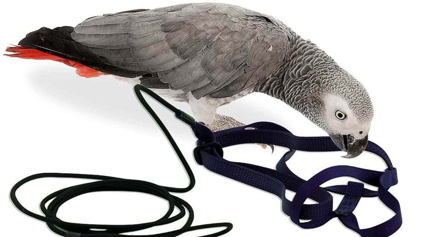 Parrot Harness