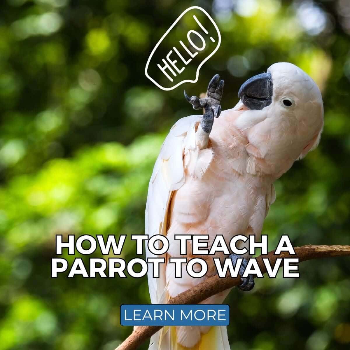 How to Teach a Parrot to Wave