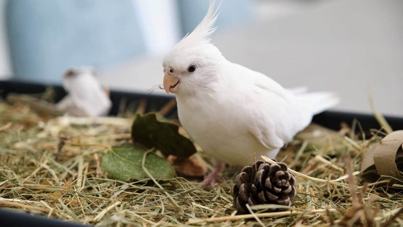 Foraging for Parrots with No Experience