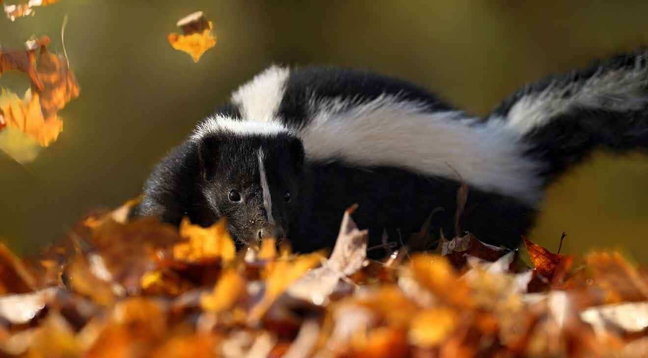 skunk walking around in fall leaves