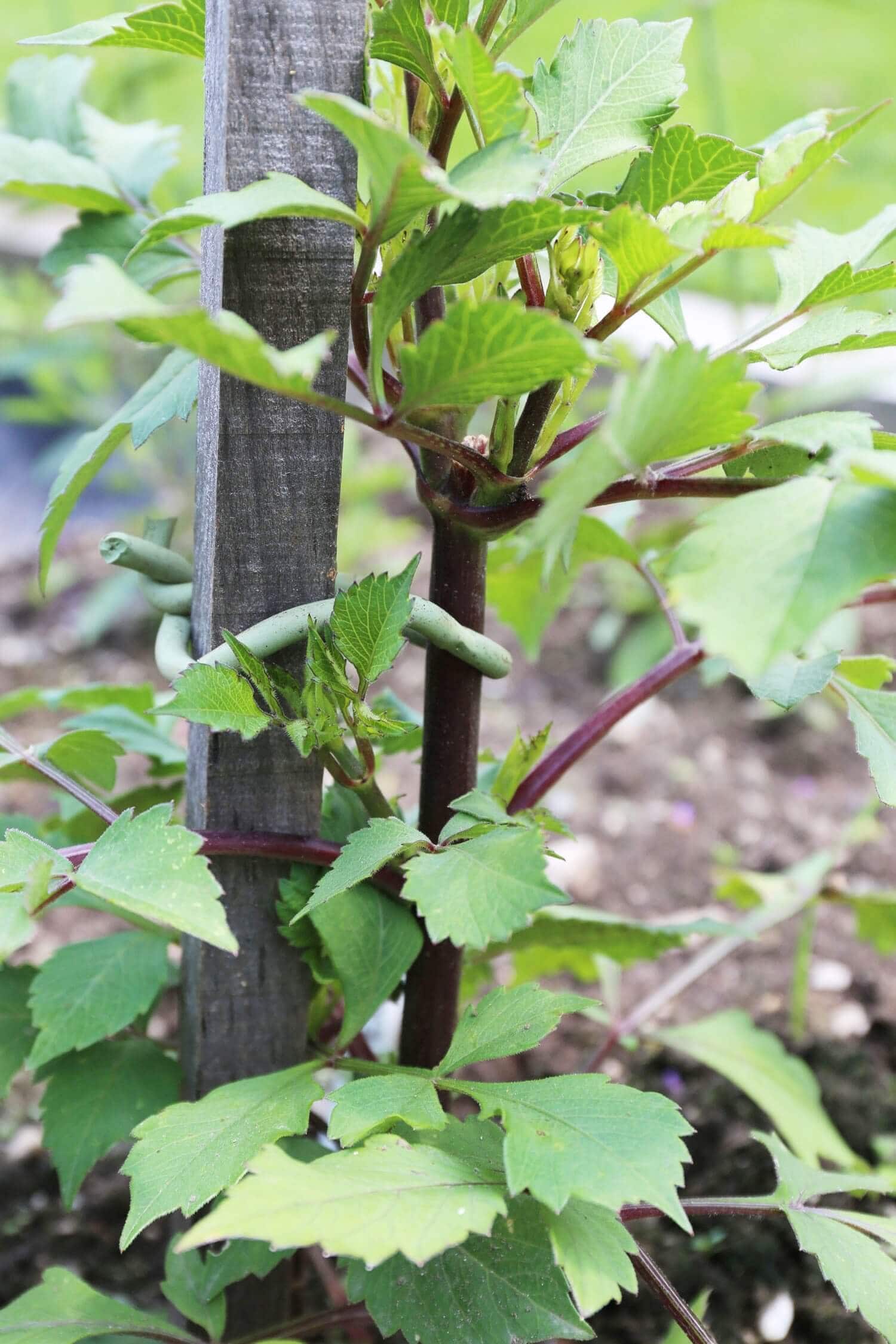 Best Options for Staking Dahlias - Longfield Gardens