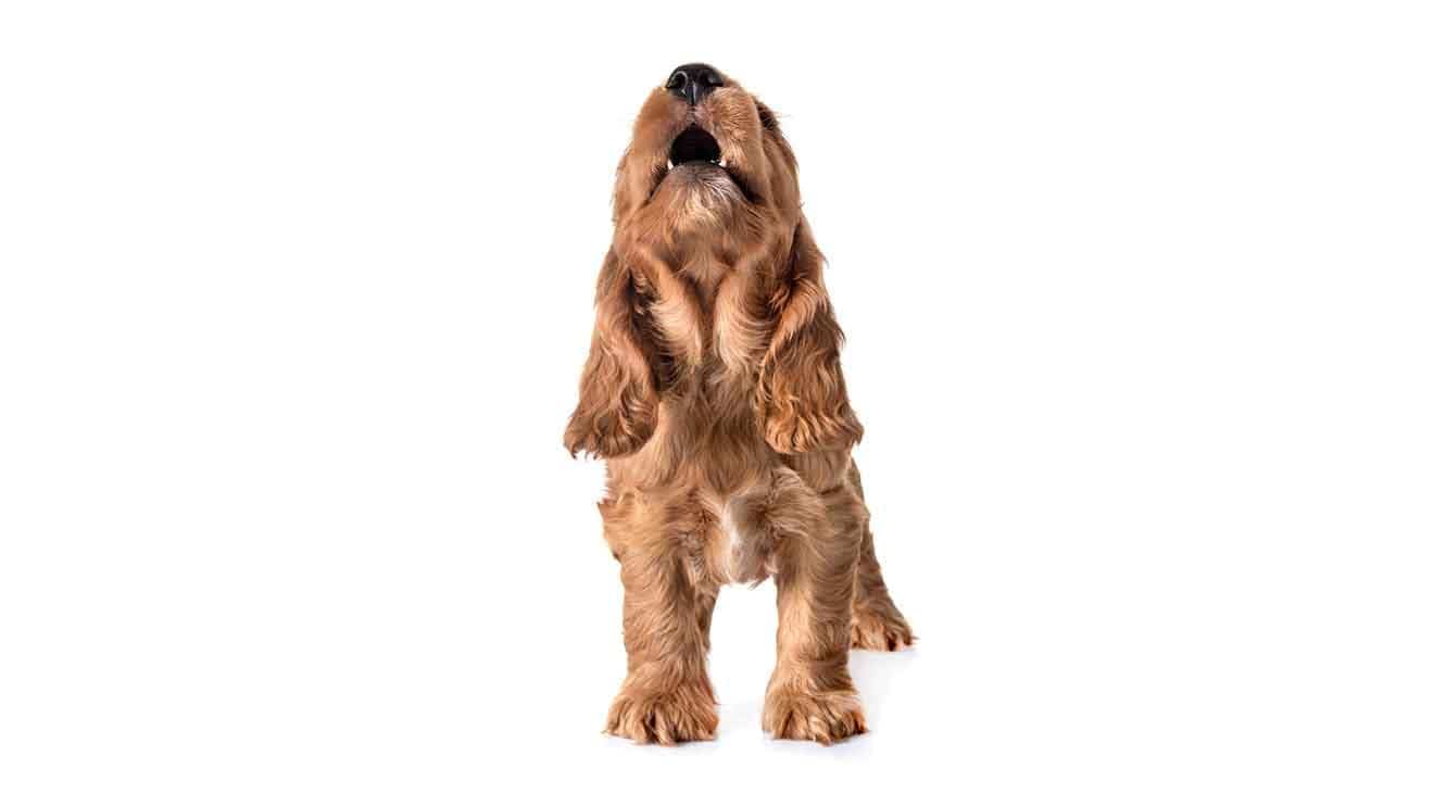 Stop a dog from barking in a kennel