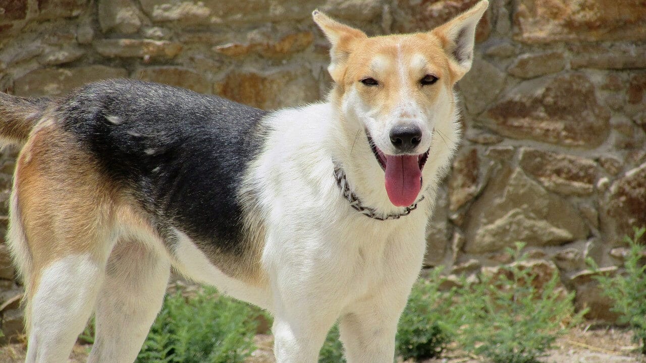 Why Does My Dog Like Stare at Me? Discover the Facts Now!