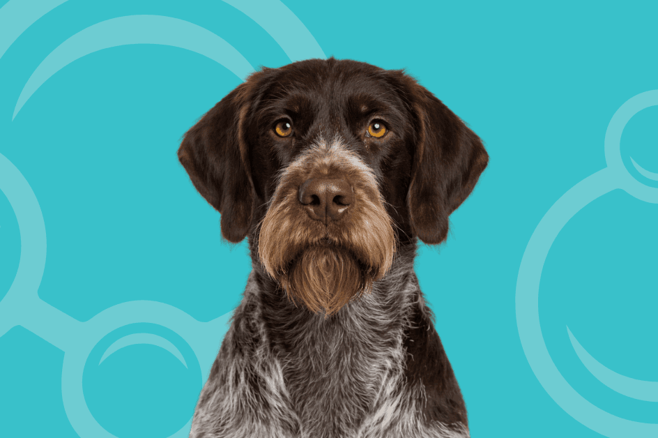 German Wirehaired Pointer Temperament and Grooming