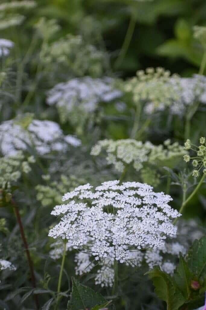 Best fillers for a cut flower garden Longfield Gardens