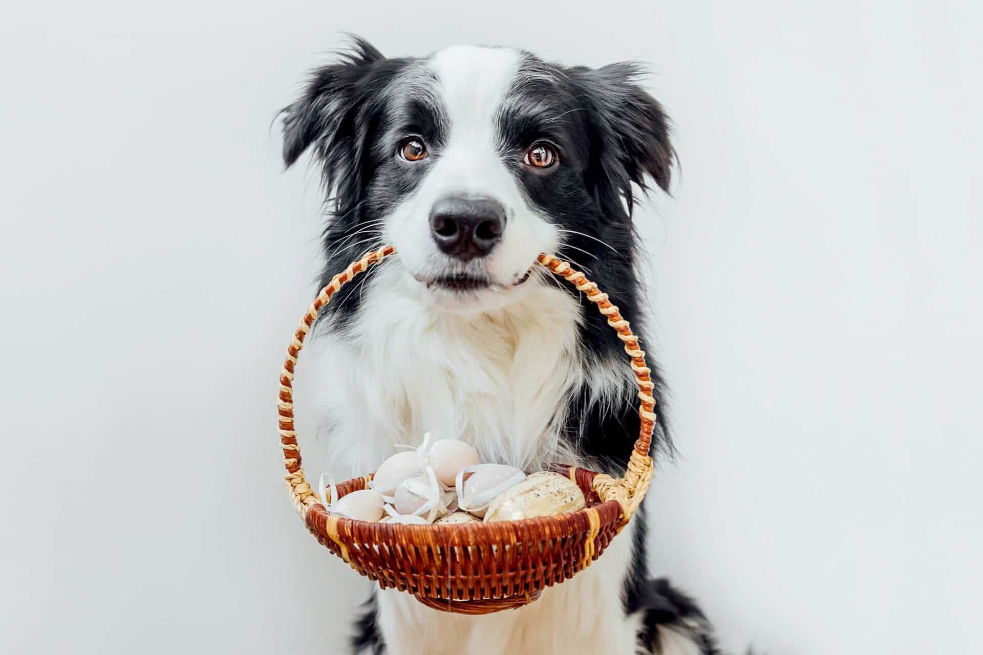 DOG-SAFE EASTER TREATS: RECIPES AND TIPS