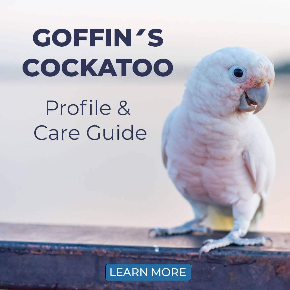 Goffin's Cockatoo – Profile & Care Guide