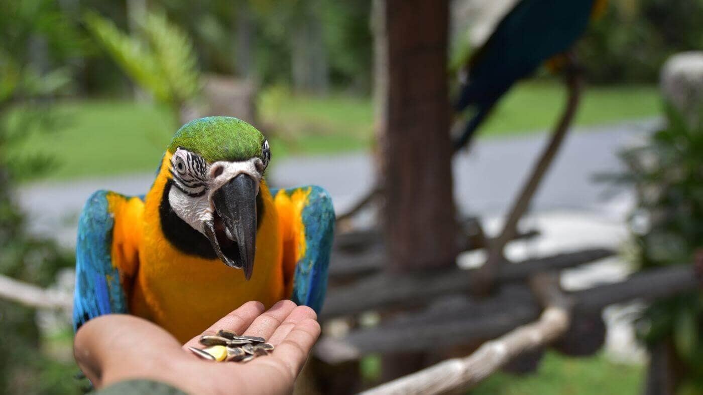 What Happens if My Parrot Eats Sunflower Seeds? 