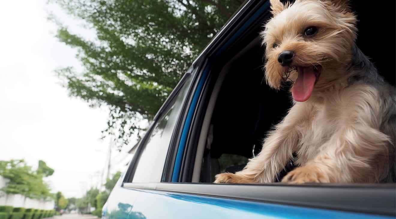 dog looking out car window while driving down road