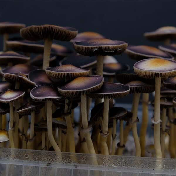 Psilocybe natalensis
