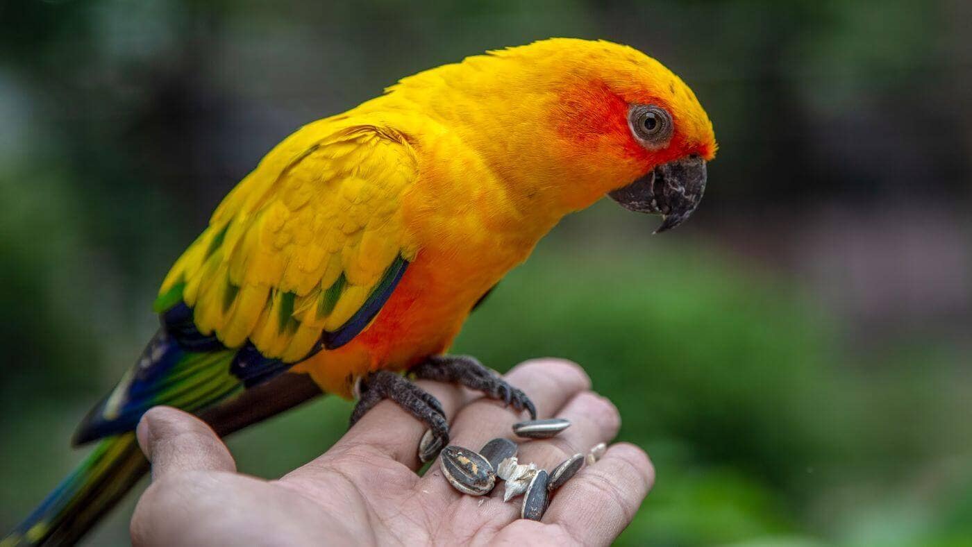 Sun Conure Eating Sunflower Seeds