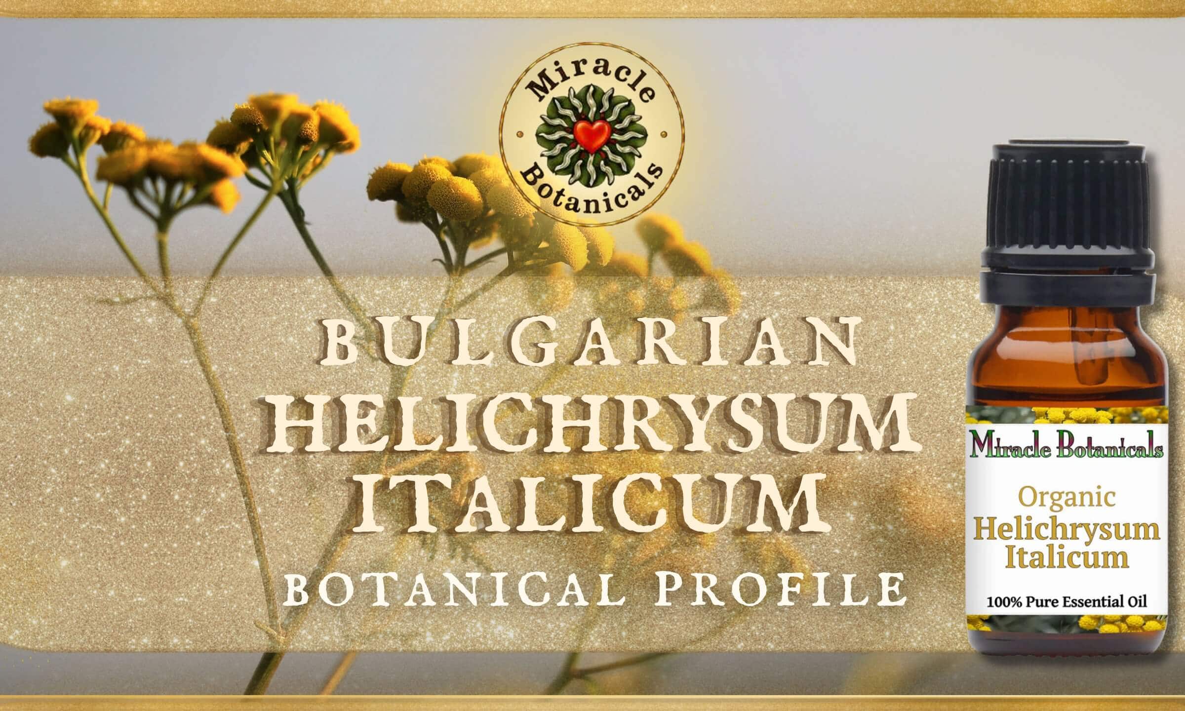 Helichrysum Italicum