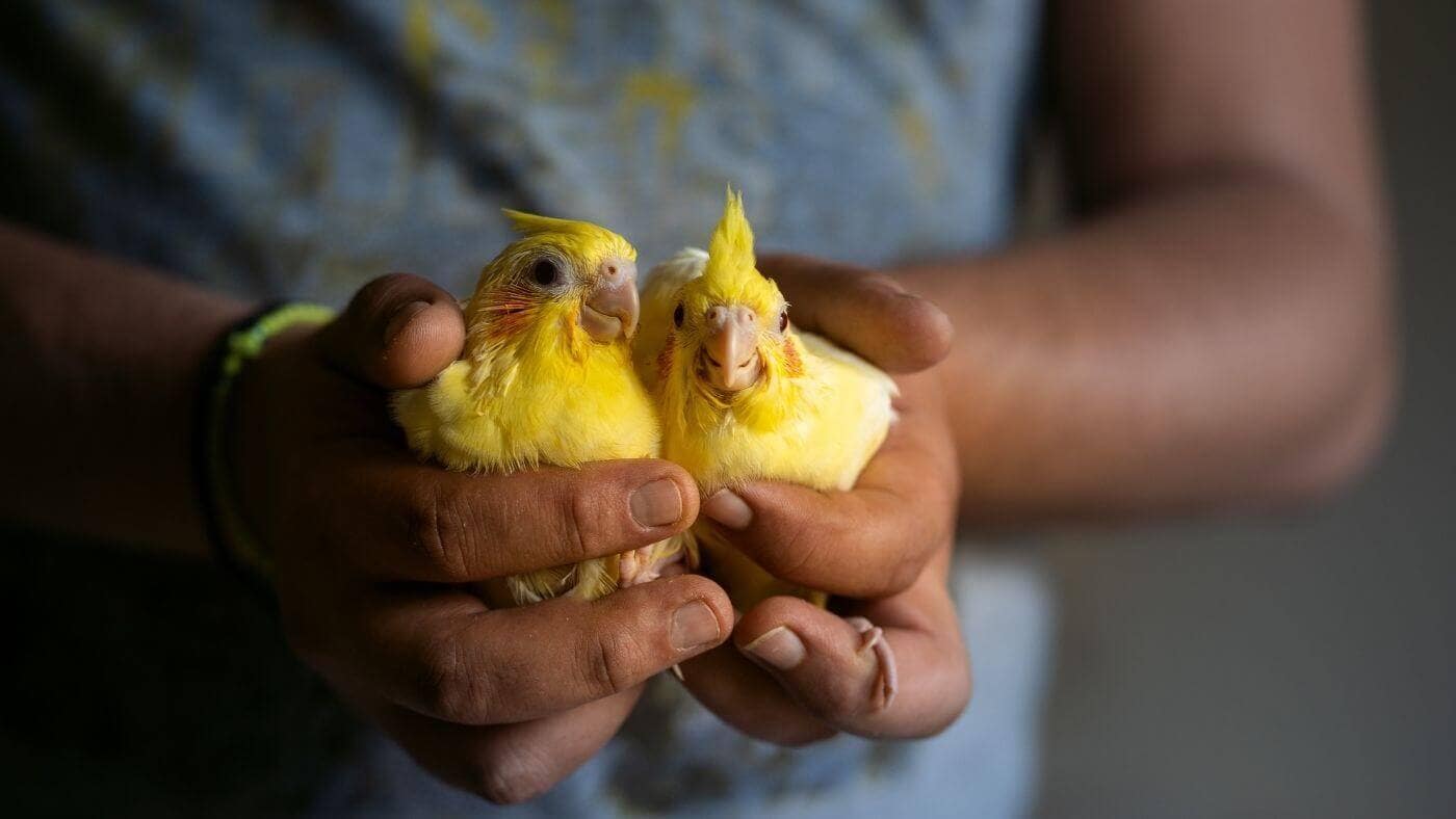 Young Cockatiel Chicks