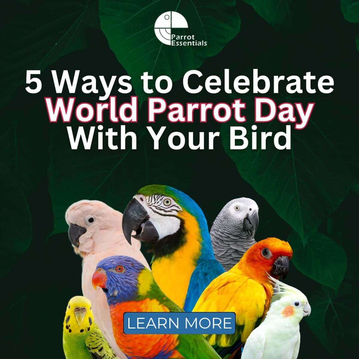 5 Ways to Celebrate World Parrot Day With Your Bird