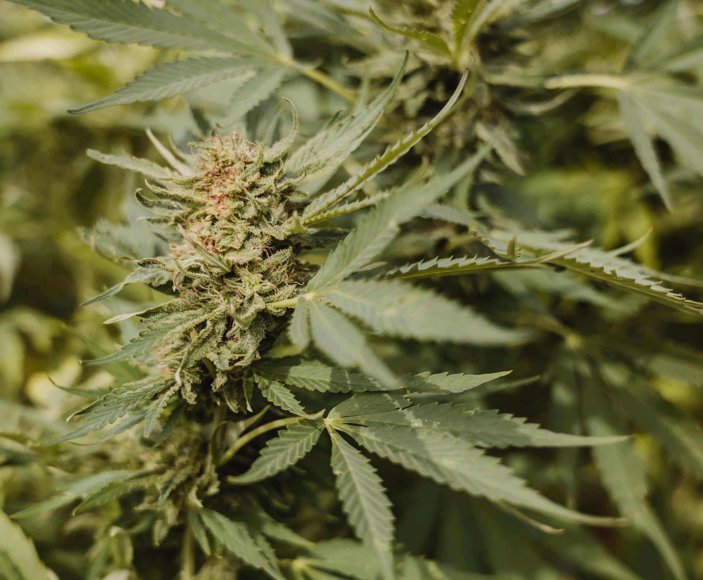 Close-up of a flowering hemp plant with a frosty bud surrounded by serrated green leaves